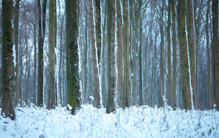 Surviving Winter; Without the Common Cold / Flu