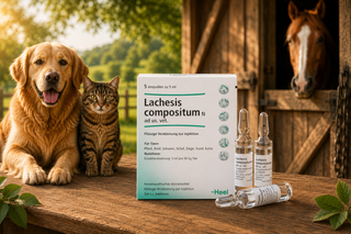 Lachesis: Homeopathic Uses and Benefits