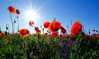Choroiditis - Homeopathic Remedies