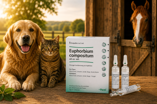 Euphorbium Compositum 5ml Ampoules - United Remedies