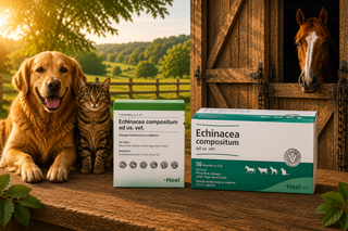 Echinacea Compositum 5ml Ampoules - United Remedies