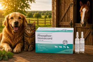 Phosphor Homaccord 5ml Ampoules