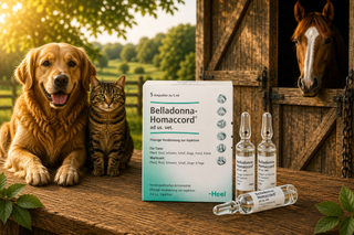 Belladonna Homaccord - Ampoules 5ml