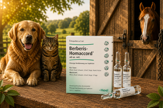 Berberis-Homaccord - Ampoules 5ml