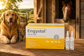 Engystol N - Ampoules 5ml